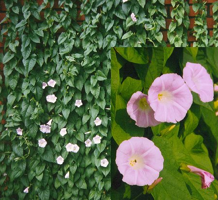 Calystegia sepium ssp. spectabilis